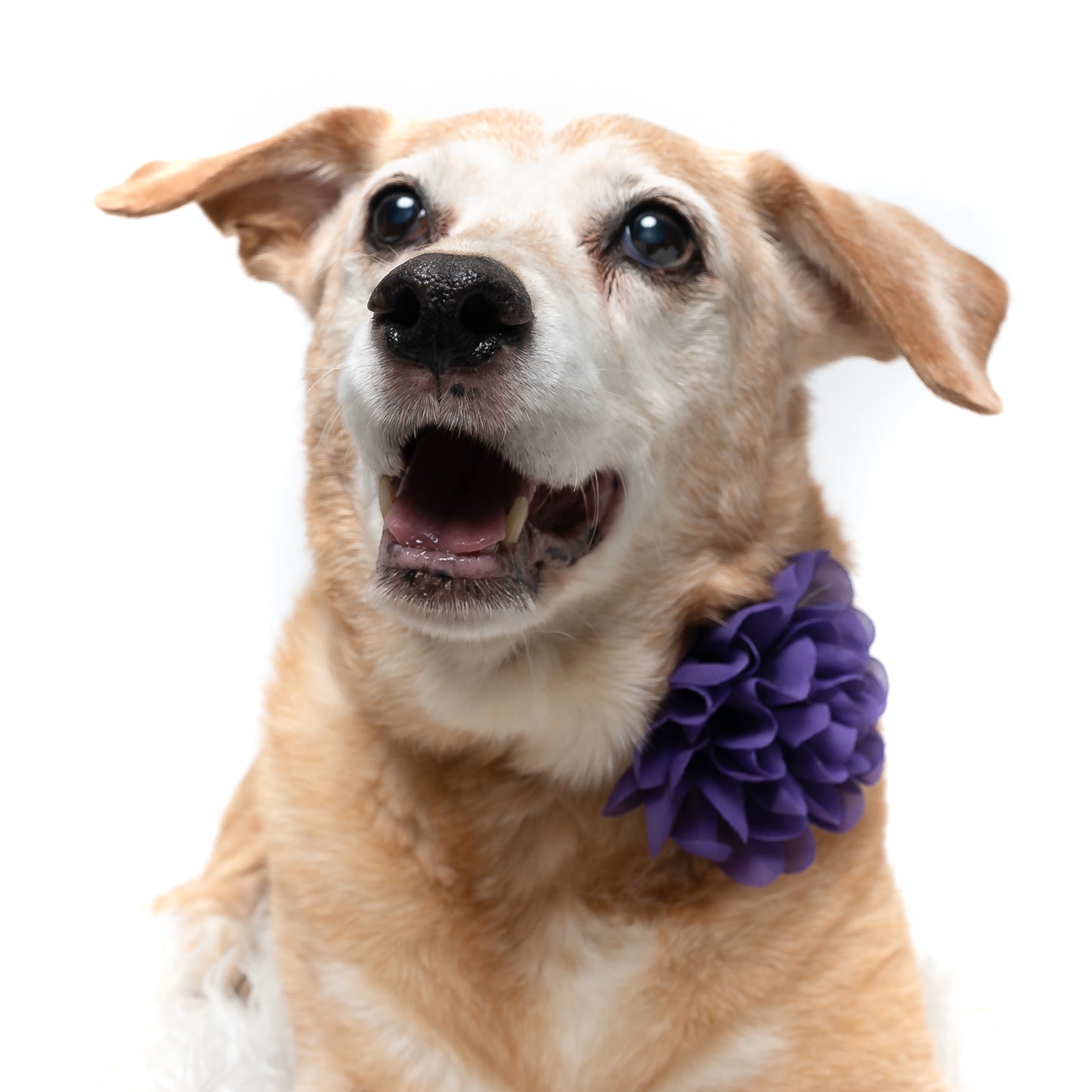 PURPLE - COLLAR FLOWER
