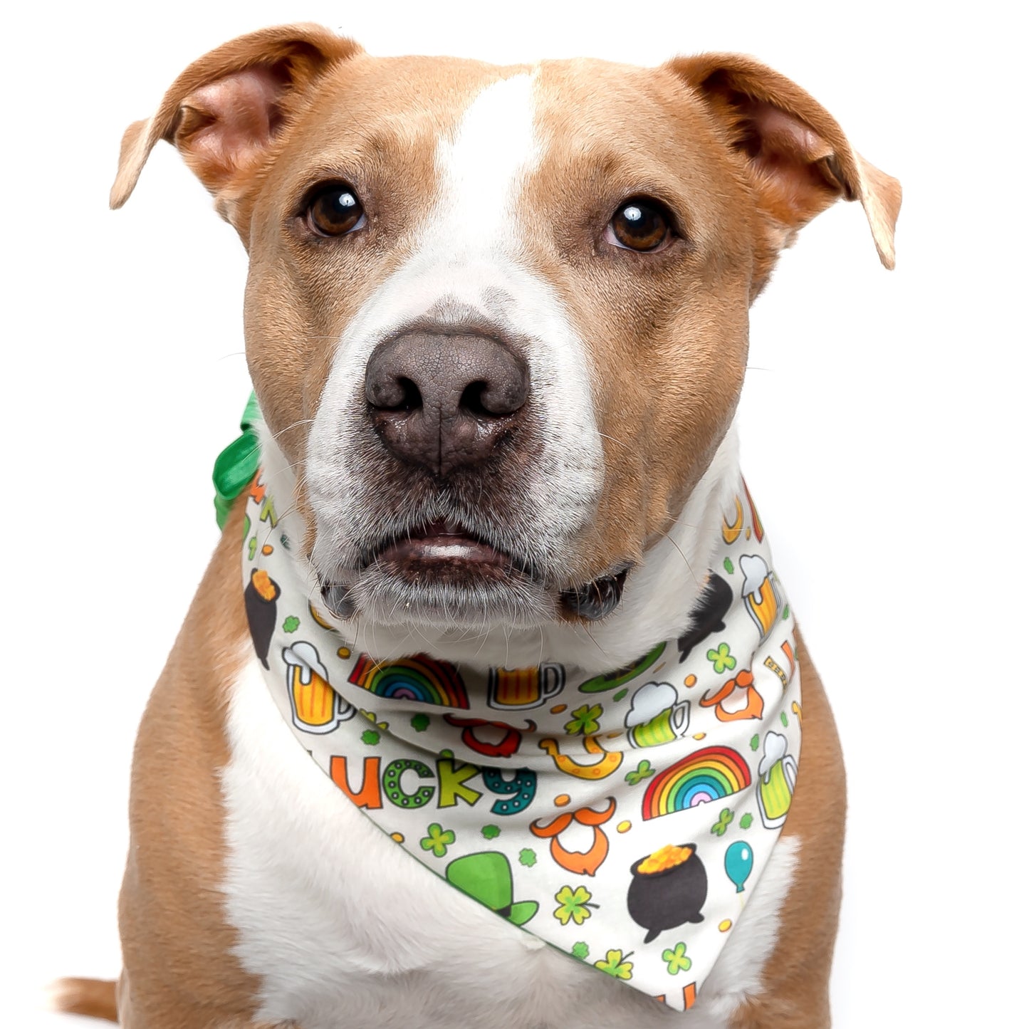 LUCKY ICONS - CLASSIC DOG BANDANA