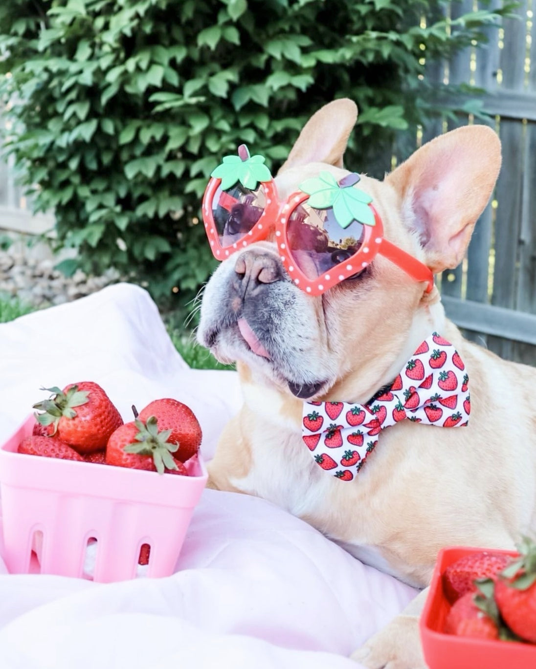 STRAWBERRIES - BOW TIE