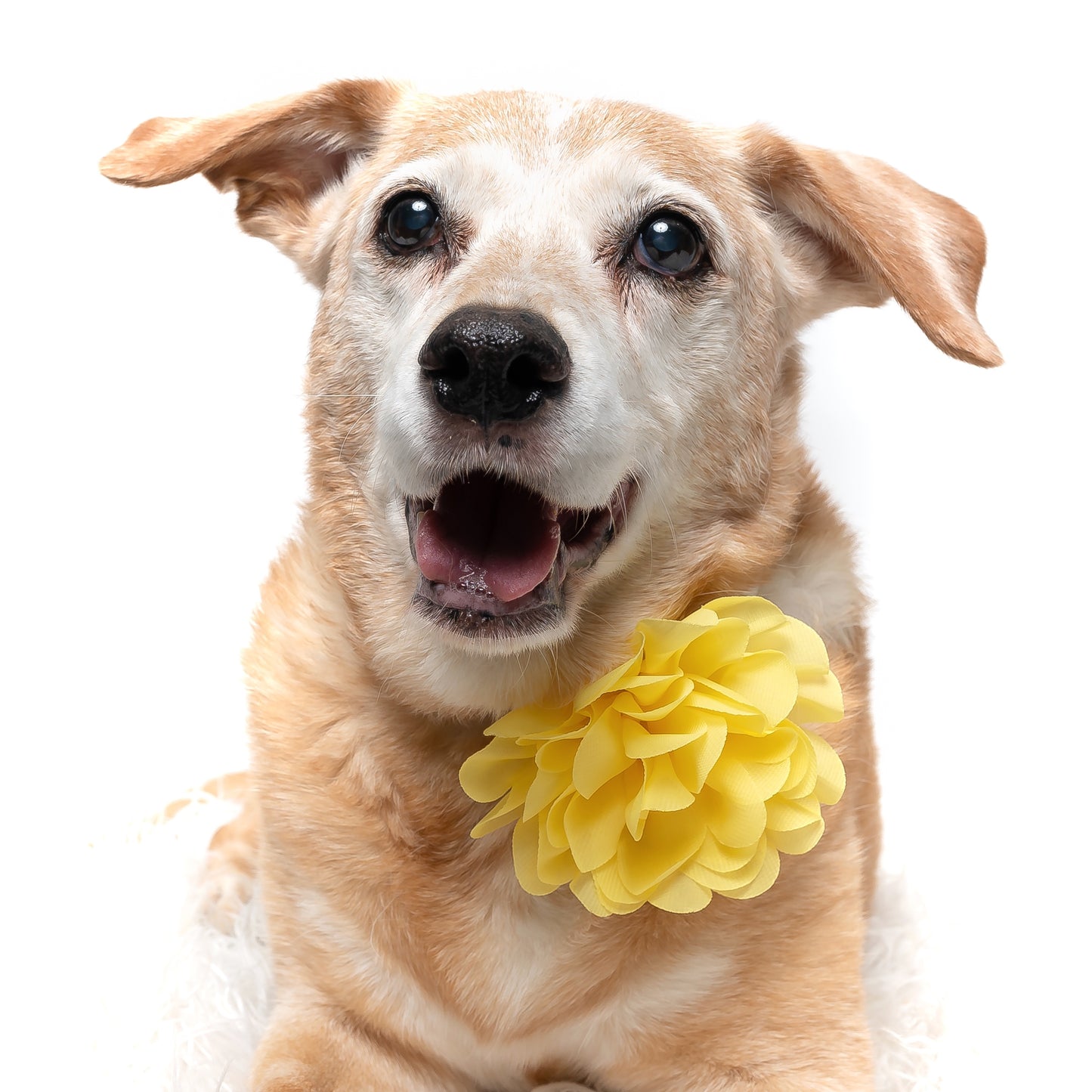 YELLOW - COLLAR FLOWER