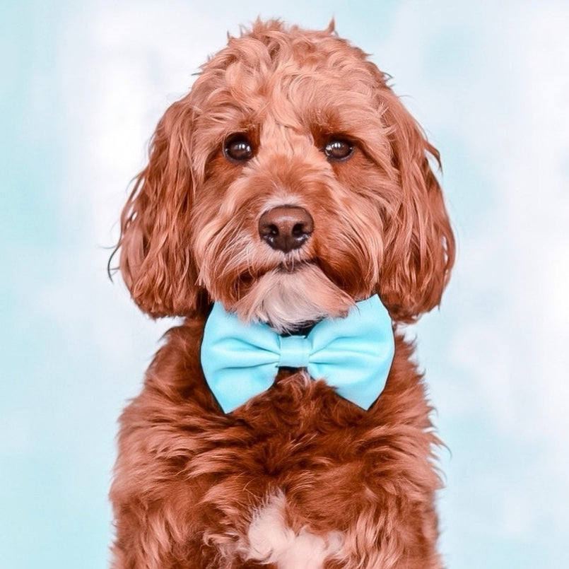 TEAL - BOW TIE