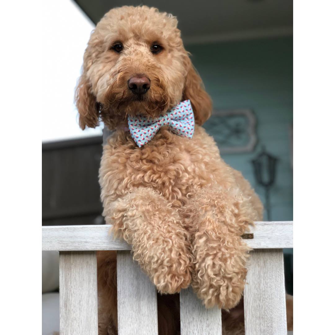 Bow Tie of the Month - July