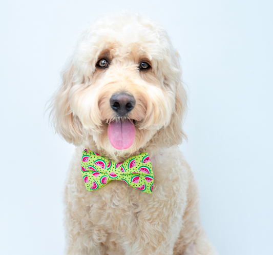 Bow Tie of the Month - August