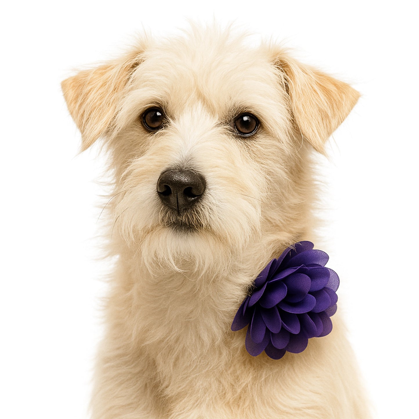 PURPLE - COLLAR FLOWER