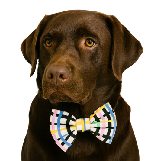 COLORFUL GEO STRIPES  - DAPPER DEXTER DOG BOW TIE