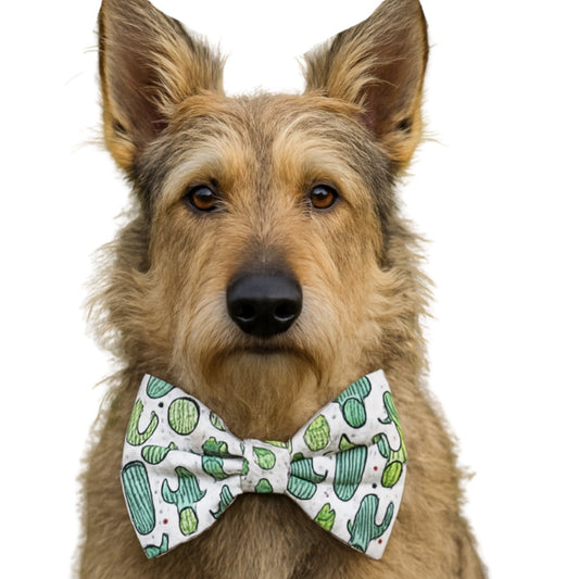 CACTUS - DAPPER DEXTER DOG BOW TIE