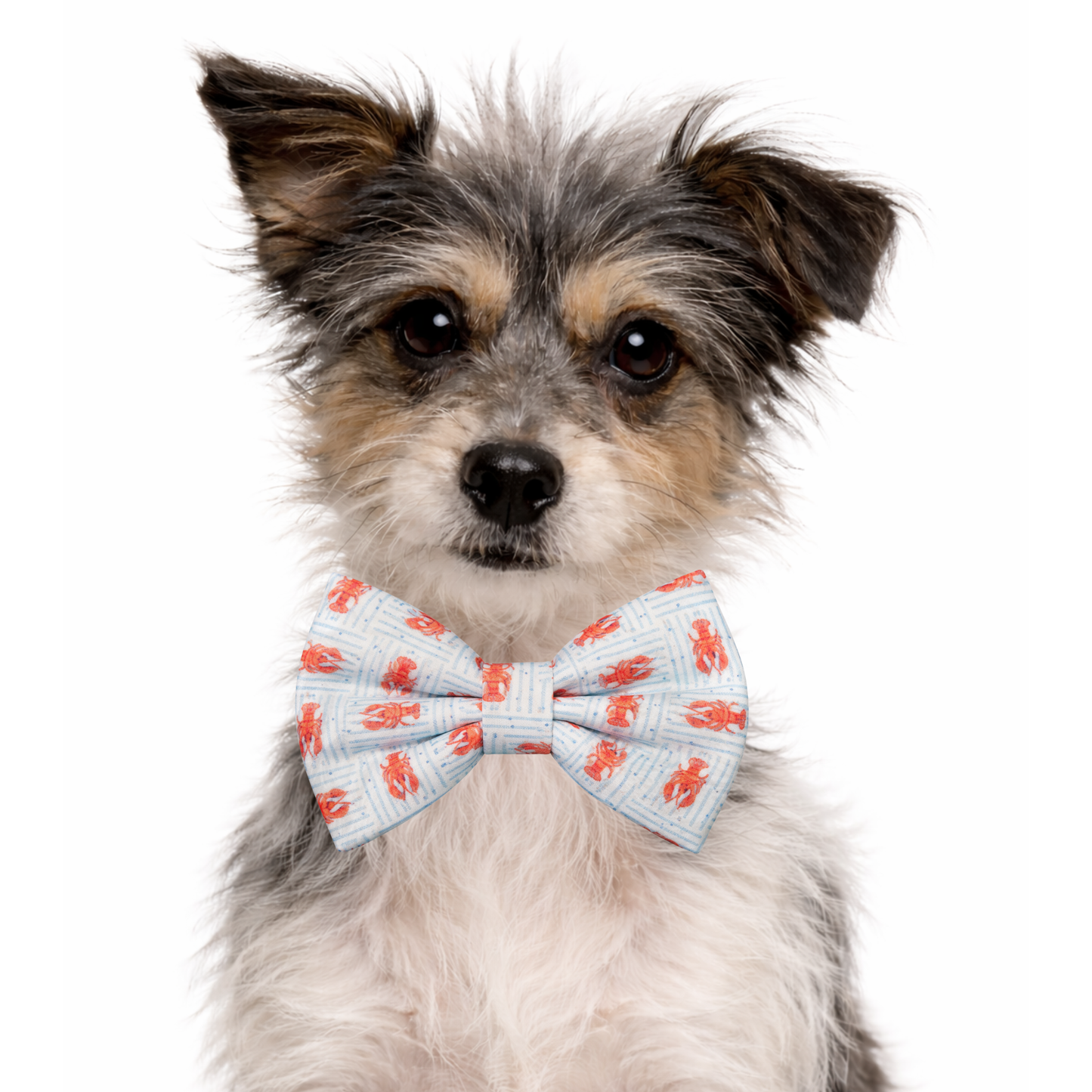 LOBSTERS - DAPPER DEXTER DOG BOW TIE