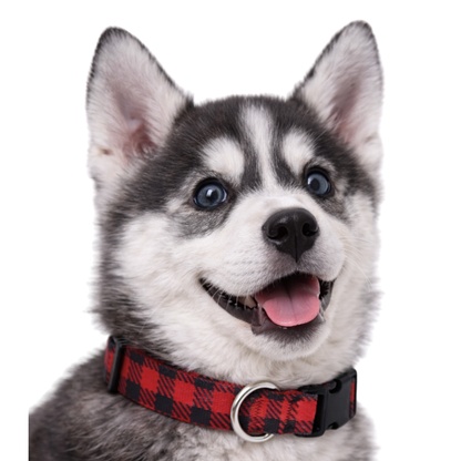 BUFFALO PLAID - EXTRA SMALL COLLAR