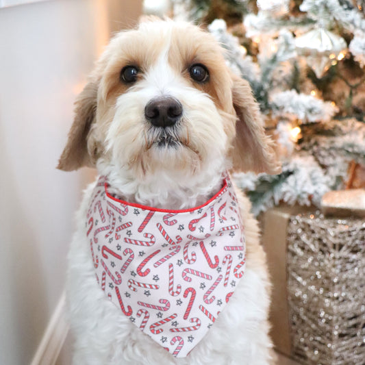 CANDY CANE -  CLASSIC DOG BANDANA