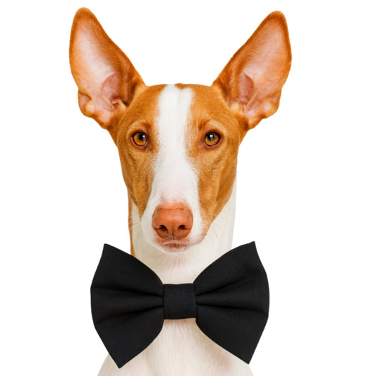 BLACK - DAPPER DEXTER DOG BOW TIE