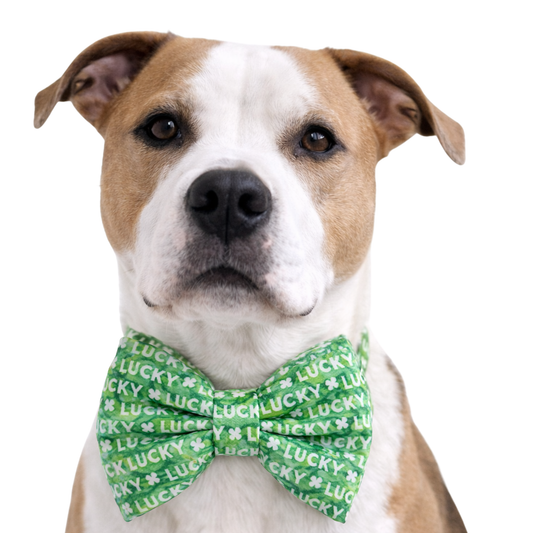 LUCKY (GREEN) - DAPPER DEXTER DOG BOW TIE