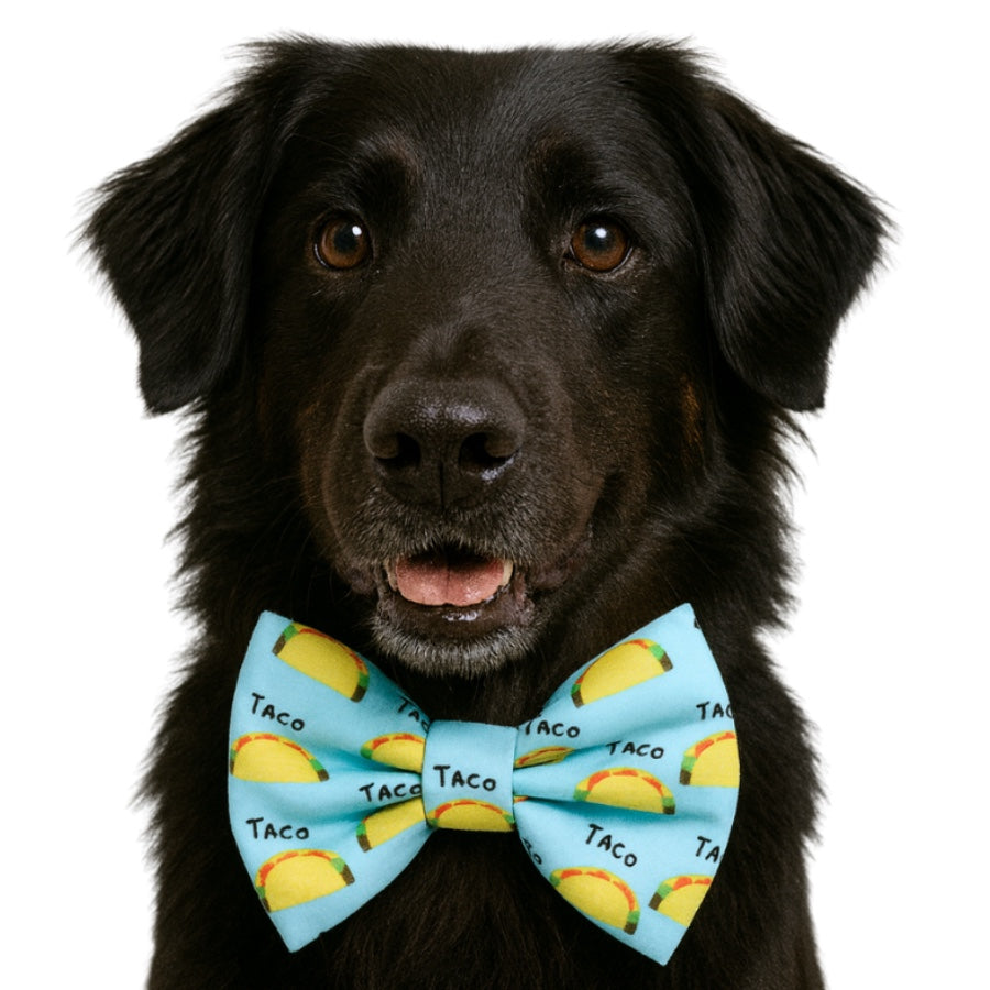 TACO- DAPPER DEXTER DOG BOW TIE