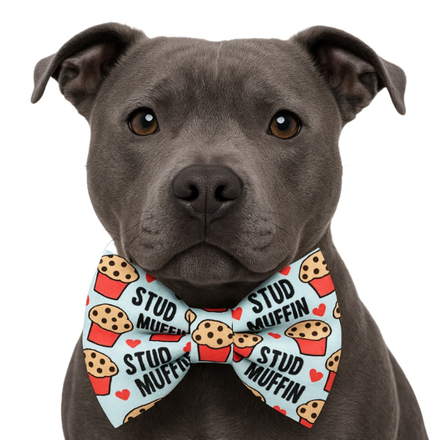 STUD MUFFIN - DAPPER DEXTER DOG BOW TIE