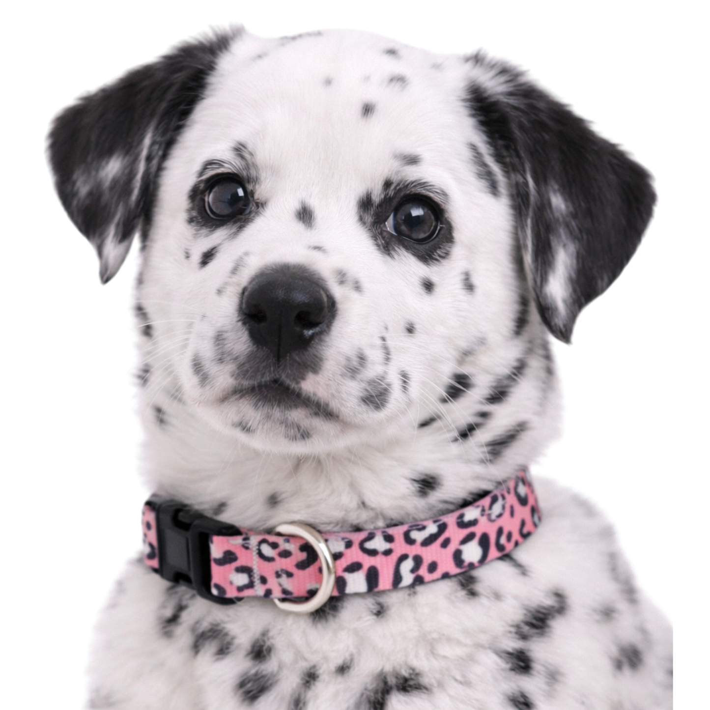 PINK ANIMAL PRINT - EXTRA SMALL COLLAR