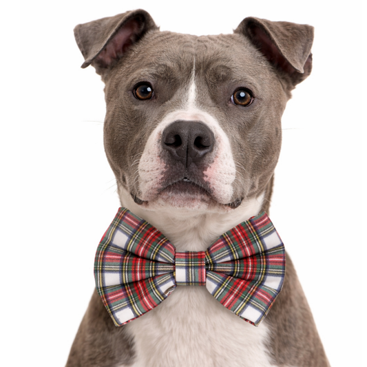 WHITE XMAS TARTAN PLAID - DAPPER DEXTER DOG BOW TIE