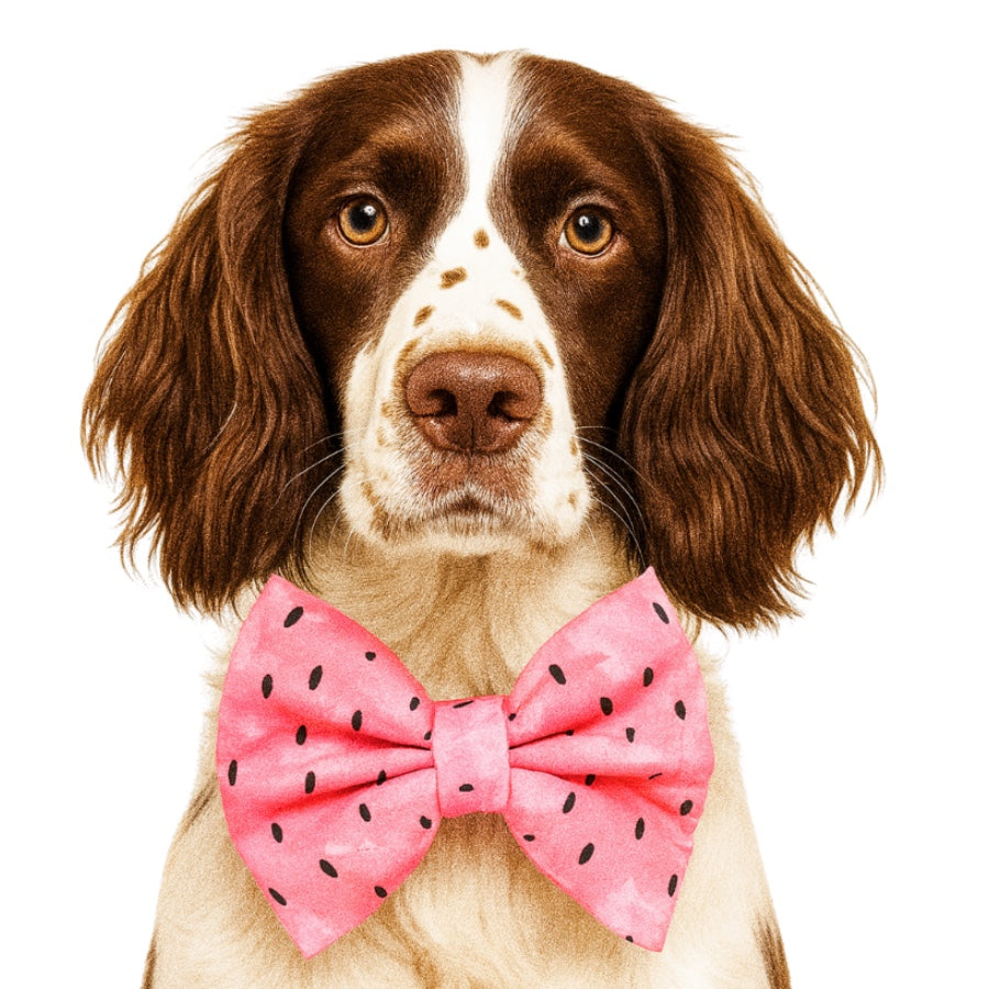PINK MELON - DAPPER DEXTER DOG BOW TIE