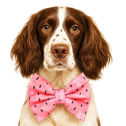 PINK MELON - DAPPER DEXTER DOG BOW TIE