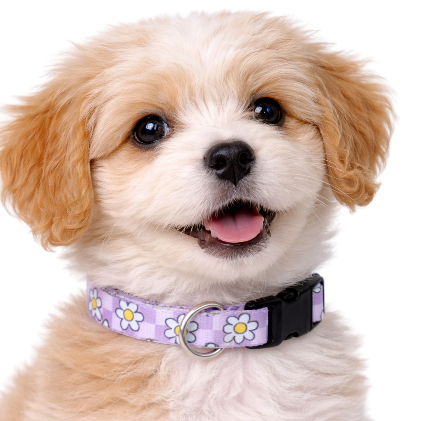 LAVENDER DAISY - EXTRA SMALL COLLAR