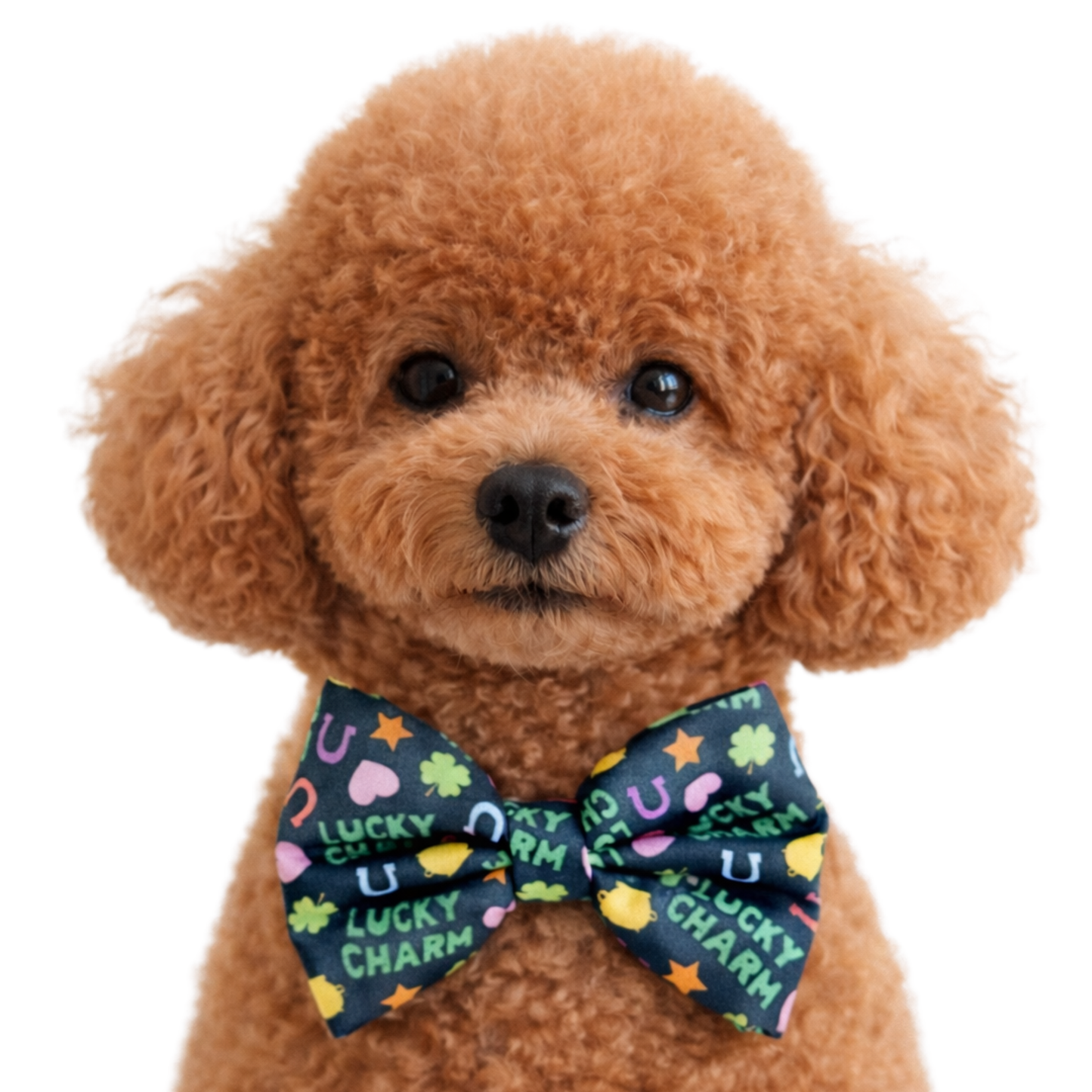 LUCKY CHARM - DAPPER DEXTER DOG BOW TIE