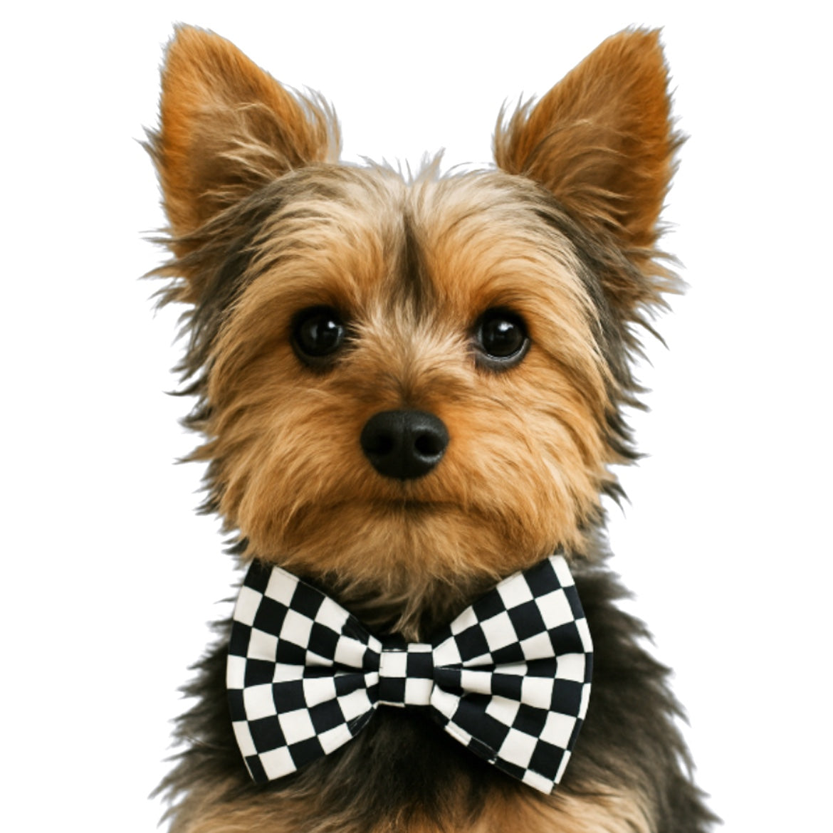 BLACK & WHITE CHECKERED - DAPPER DEXTER DOG BOW TIE