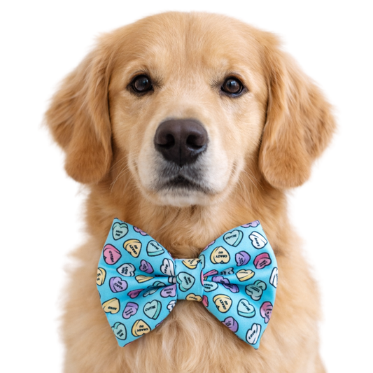 CANDY HEARTS - DAPPER DEXTER DOG BOW TIE