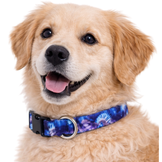 BLUE AND PURPLE TIE DYE - EXTRA SMALL COLLAR