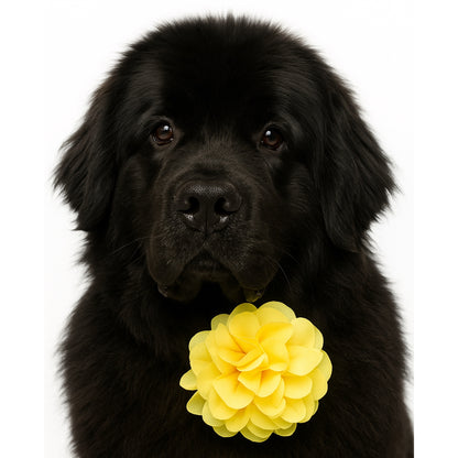 YELLOW - COLLAR FLOWER