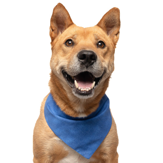 ROYAL BLUE - CLASSIC DOG BANDANA