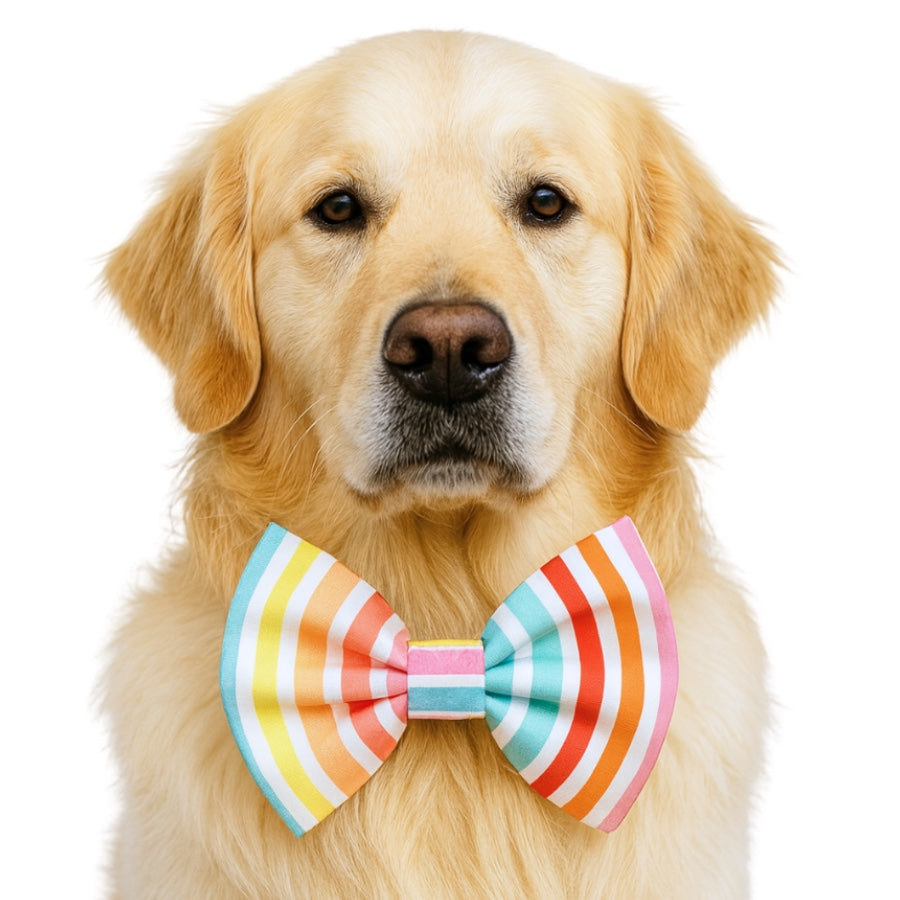 BEACH UMBRELLA STRIPES- DAPPER DEXTER DOG BOW TIE