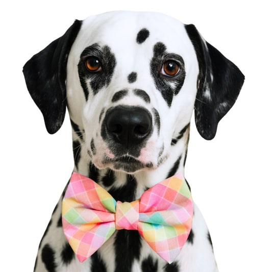 NEON PLAID - DAPPER DEXTER DOG BOW TIE