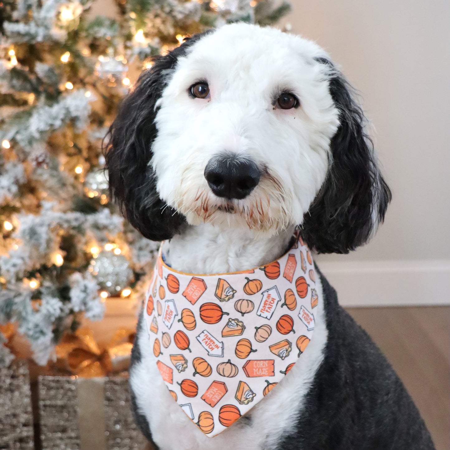 PUMPKIN PATCH -  CLASSIC DOG BANDANA