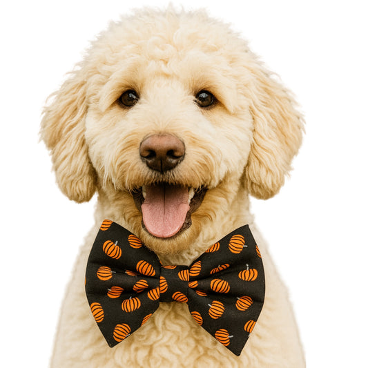 MINI PUMPKINS (ON BLACK) - DAPPER DEXTER DOG BOW TIE
