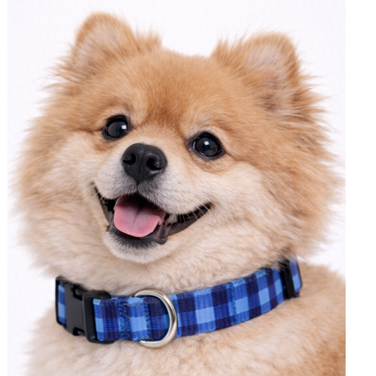 AQUA PLAID - EXTRA SMALL COLLAR