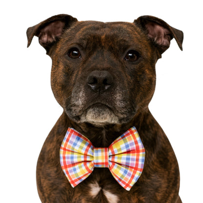 RED, YELLOW, PURPLE PLAID - DAPPER DEXTER DOG BOW TIE