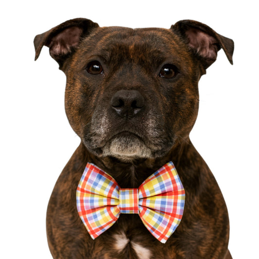 RED, YELLOW, PURPLE PLAID - DAPPER DEXTER DOG BOW TIE