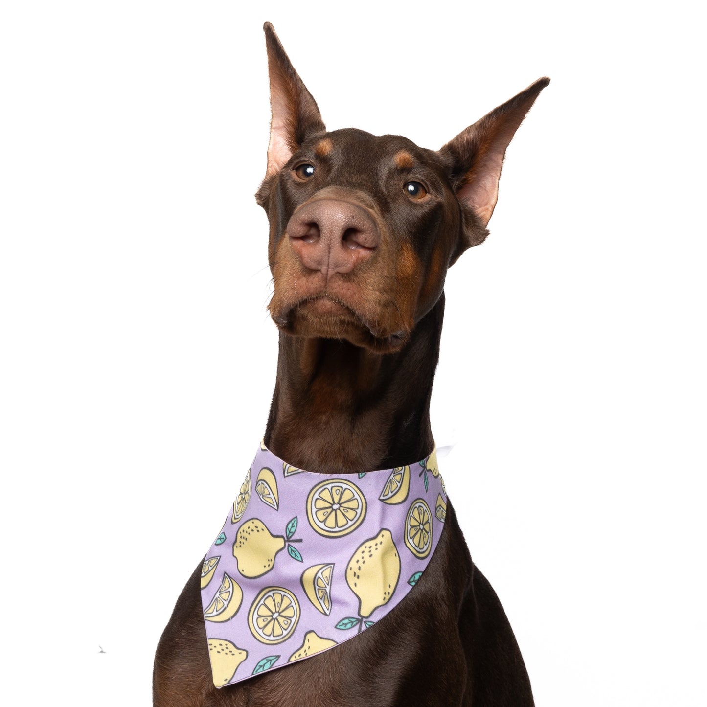 LEMONS - CLASSIC DOG BANDANA