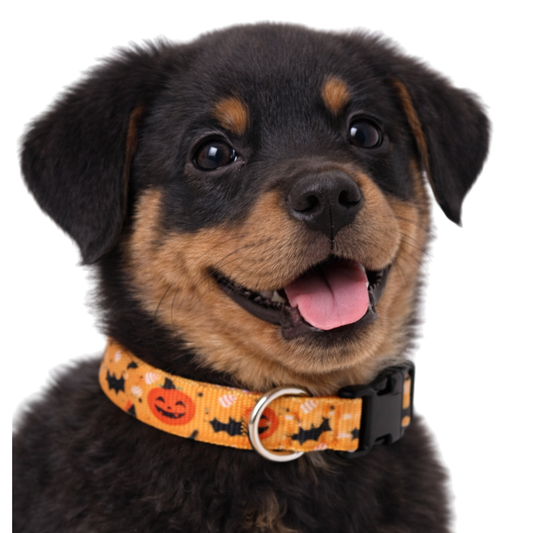 SPOOKY CUTE - EXTRA SMALL COLLAR