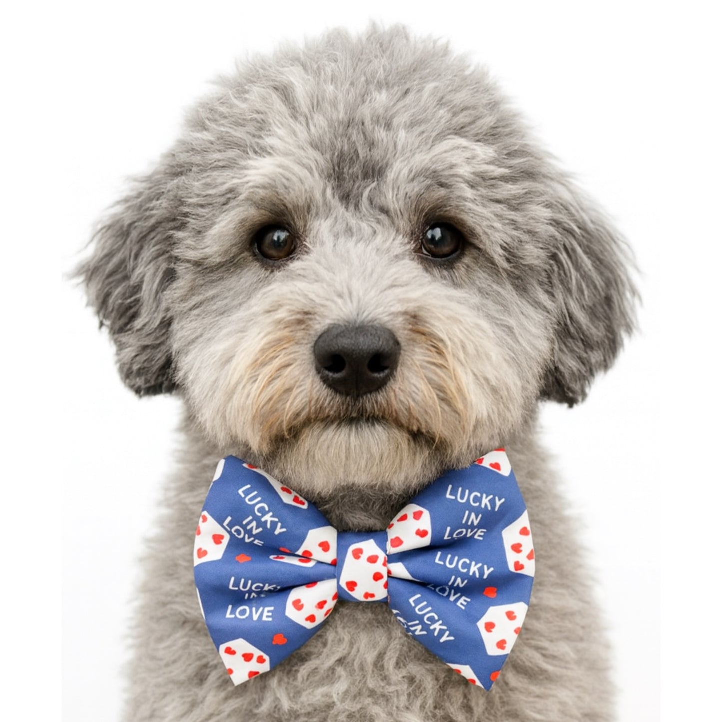 LUCKY IN LOVE - DAPPER DEXTER DOG BOW TIE