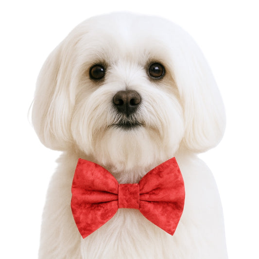 HOLIDAY RED - DAPPER DEXTER DOG BOW TIE