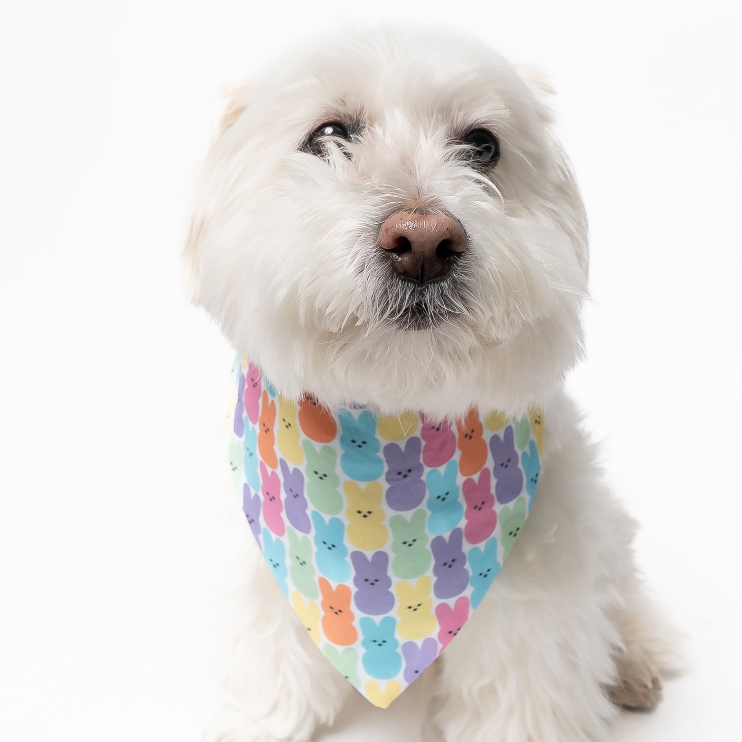 EASTER CANDY - CLASSIC DOG BANDANA