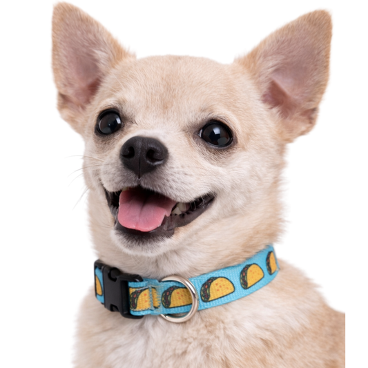TACOS - EXTRA SMALL COLLAR