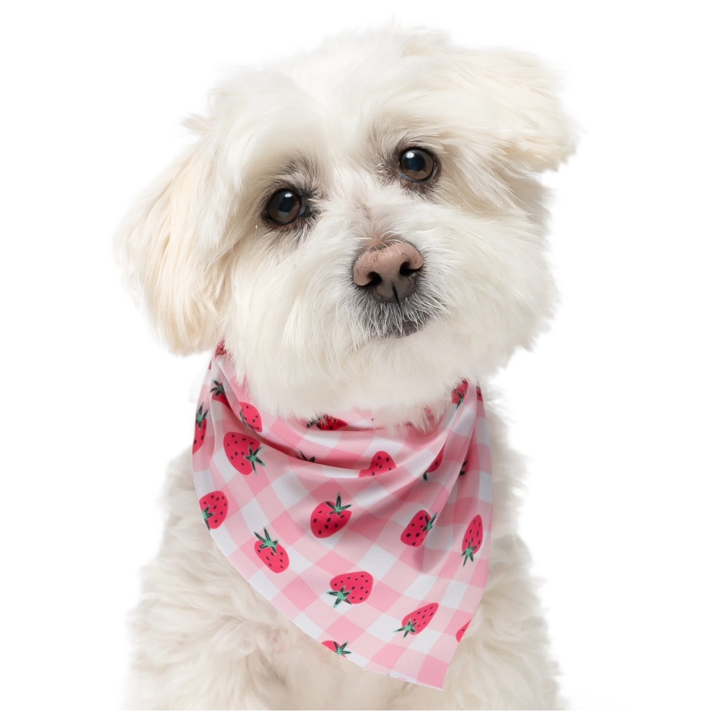 STRAWBERRY - TRIANGLE DOG BANDANA BY DAPPER DEXTER