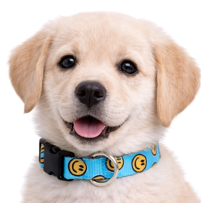 HAPPY AF (TEAL) - EXTRA SMALL COLLAR