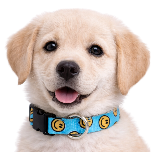 HAPPY AF (TEAL) - EXTRA SMALL COLLAR