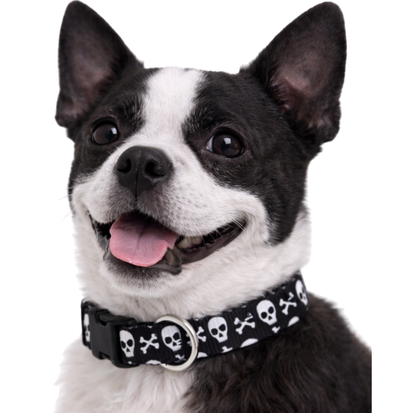 BAD TO THE BONE - EXTRA SMALL COLLAR