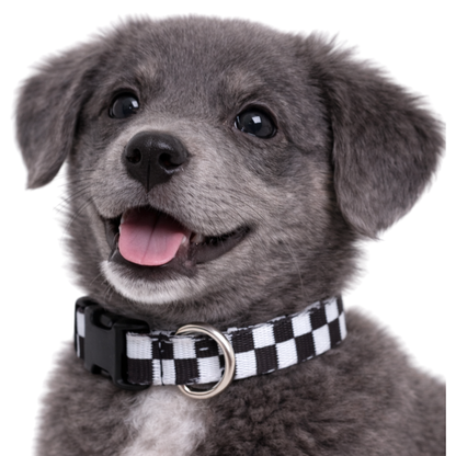 BLACK AND WHITE CHECKERED - EXTRA SMALL COLLAR