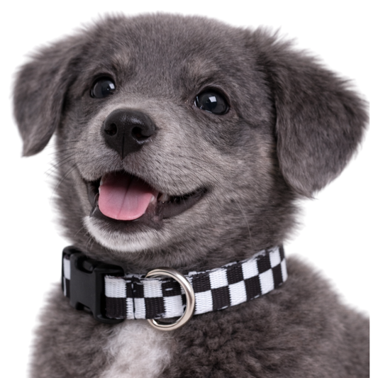 BLACK AND WHITE CHECKERED - EXTRA SMALL COLLAR