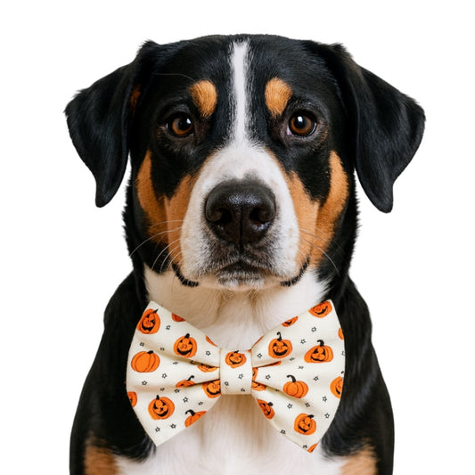 MINI PUMPKINS (ON CREAM) - DAPPER DEXTER DOG BOW TIE