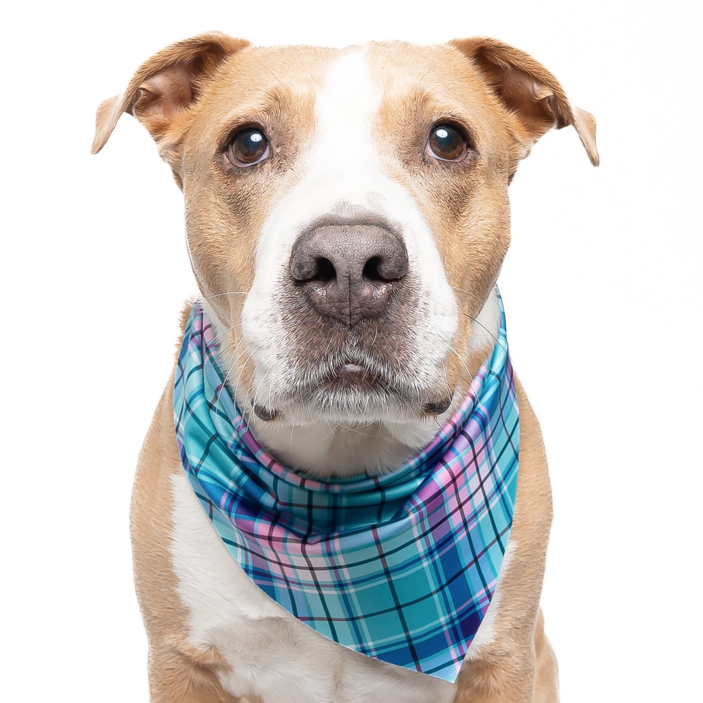 TURQUOISE PLAID - TRIANGLE DOG BANDANA BY DAPPER DEXTER