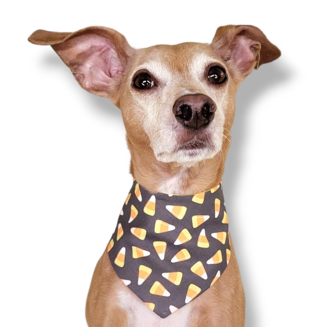 CANDY CORN- CLASSIC DOG BANDANA